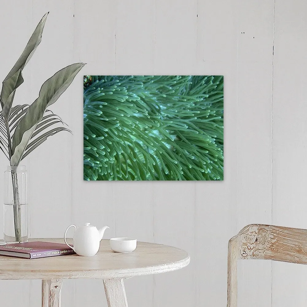 "Anemone at Apo Island, Negros, Philippines." Canvas Wall Art