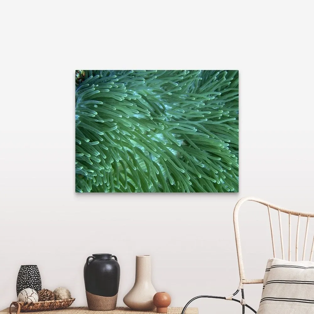 "Anemone at Apo Island, Negros, Philippines." Canvas Wall Art