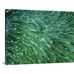 "Anemone at Apo Island, Negros, Philippines." Canvas Wall Art